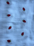 Bloomer Fraise